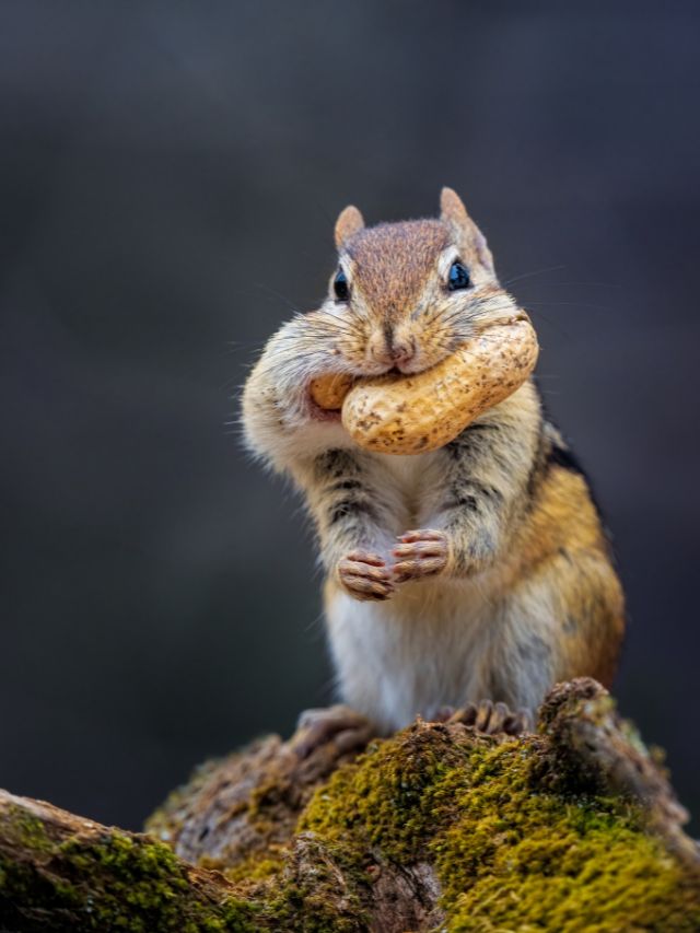 सर्दियों की सुपरफूड: भीगी मूंगफली से पाएं अनगिनत फायदे